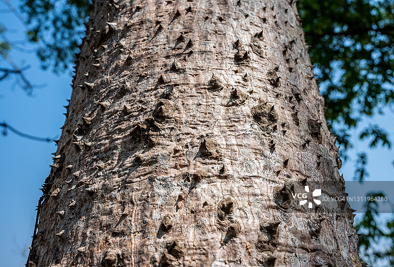 笔直高大的木棉树干，覆盖着锥形刺图片素材