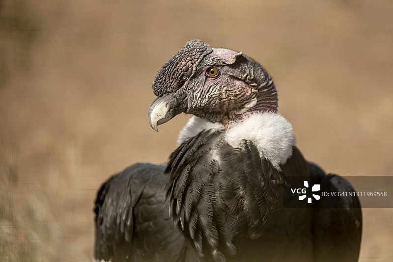 栖息在地的安第斯秃鹰图片素材
