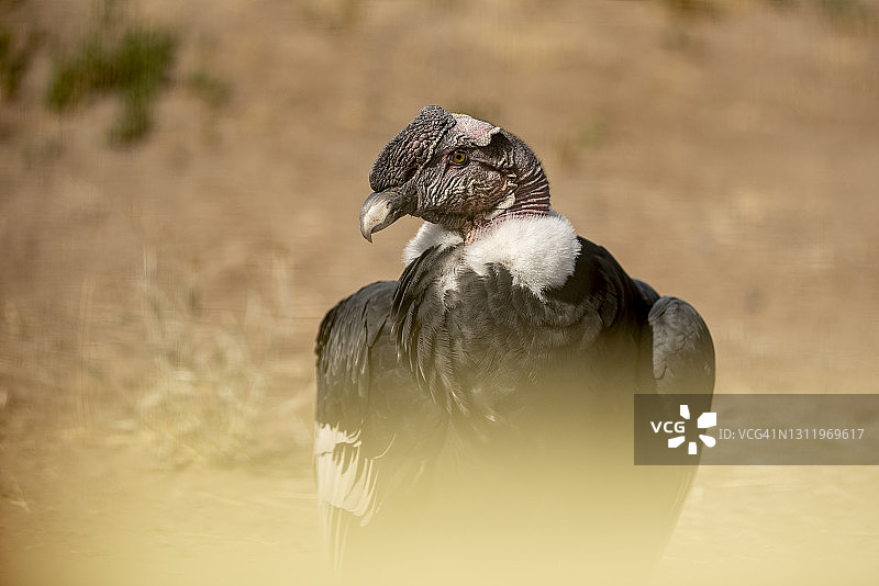 栖息在地的安第斯秃鹰图片素材