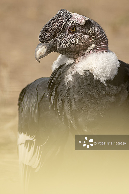 栖息在地的安第斯秃鹰图片素材