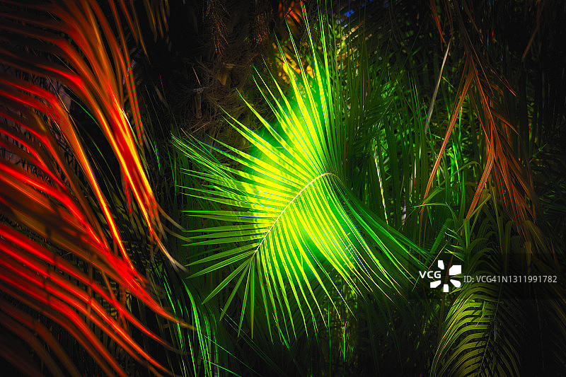 发光的棕榈叶图片素材
