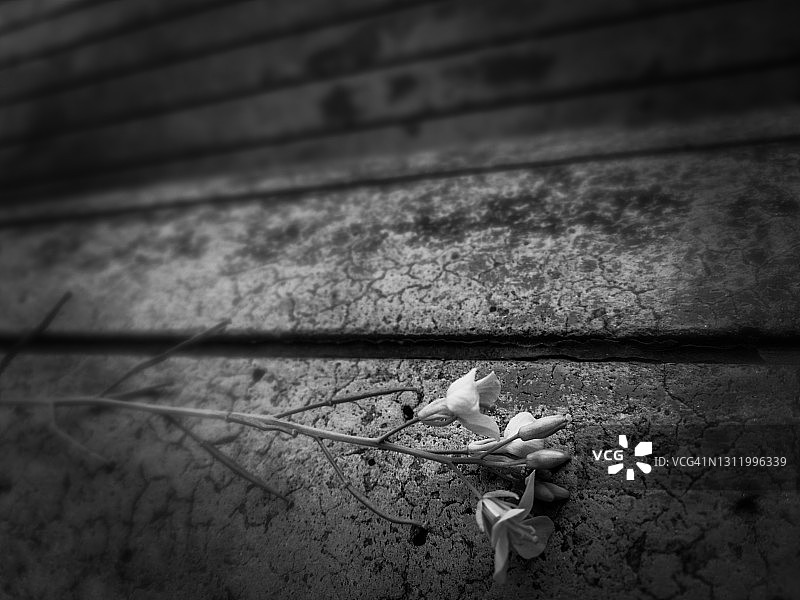 混凝土公园长椅上的野花 - 单色图片素材