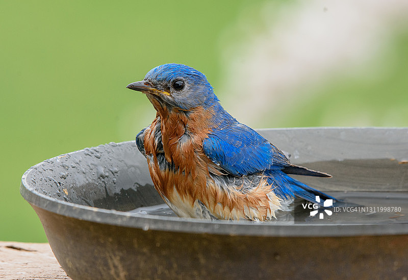 东方蓝知更鸟图片素材