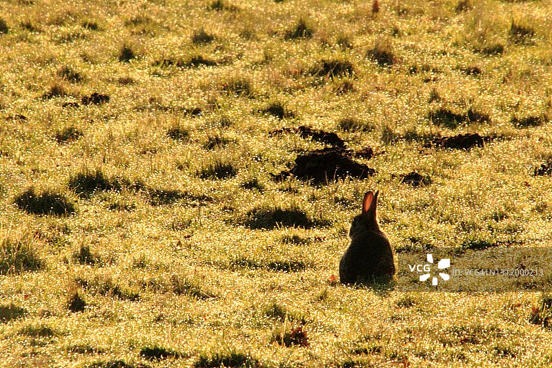 田野里的兔子图片素材