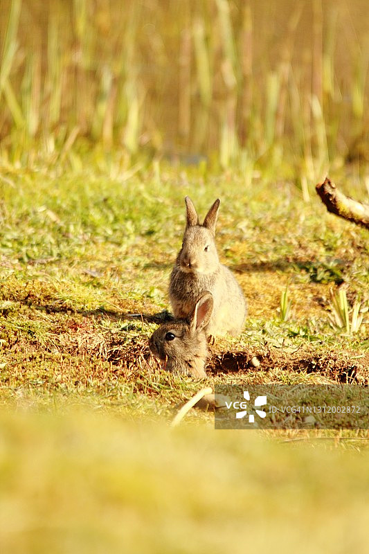 一对年幼欧洲兔洞穴旁图片素材