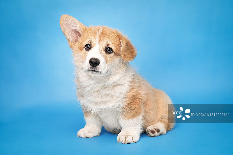 一只耳朵耷拉着的柯基犬图片素材