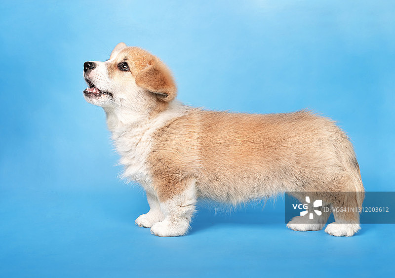 幼犬的轮廓图片素材