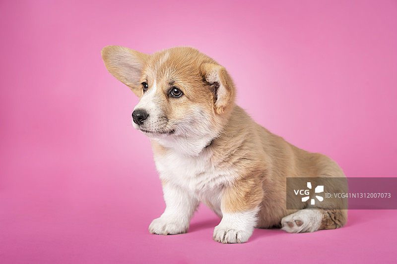 柯基幼犬坐在粉色背景上图片素材