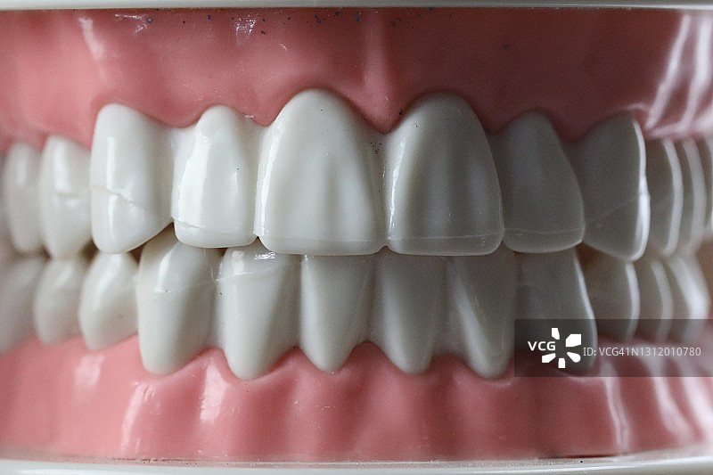人类牙齿牙科模型图片素材