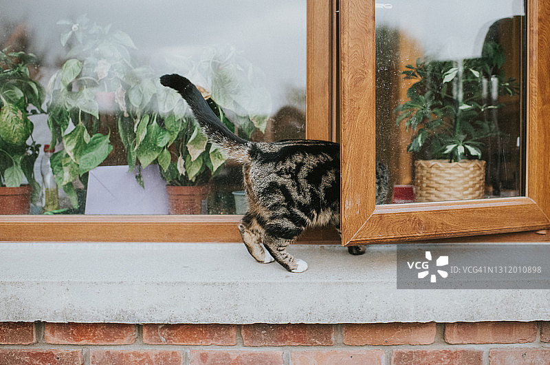 虎斑猫从半开的窗户进入图片素材
