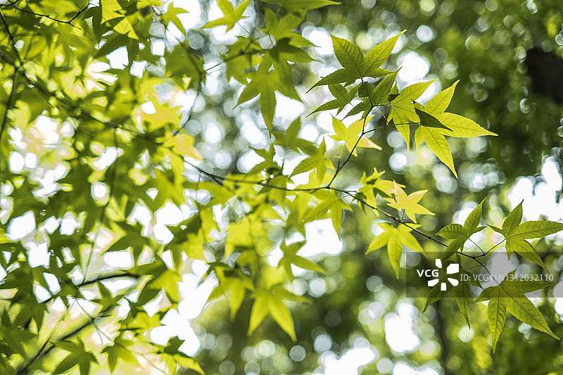 阳光穿过茂密的绿叶图片素材