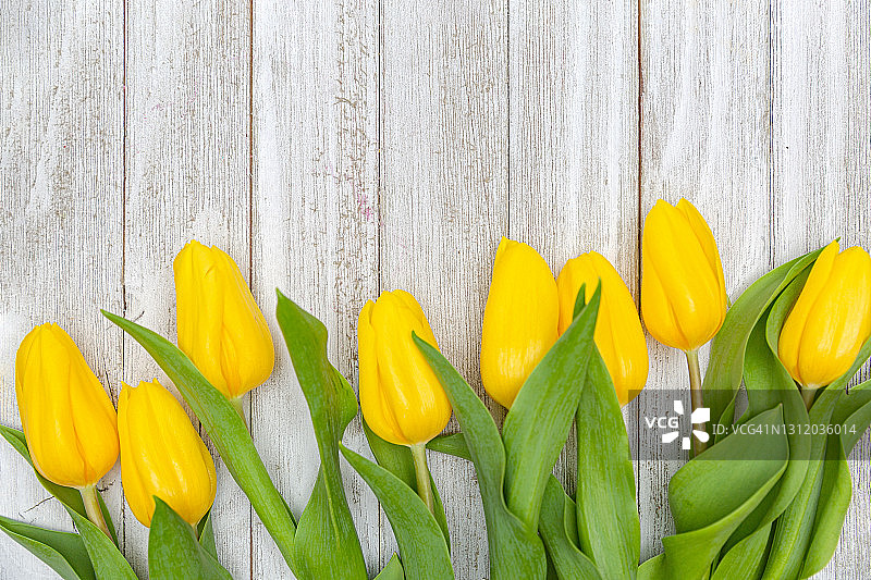 切割的郁金香图片素材