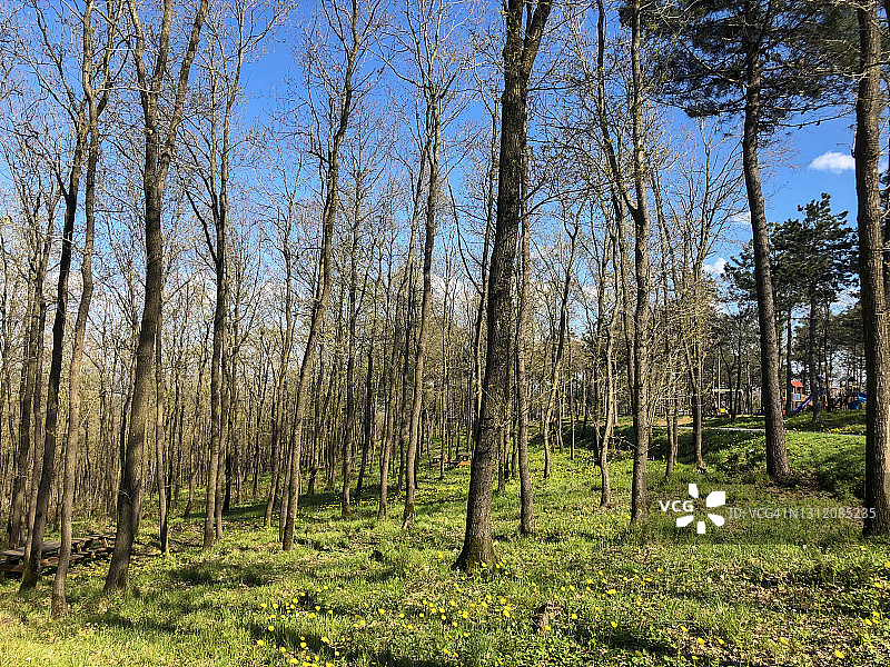 林中风景图片素材