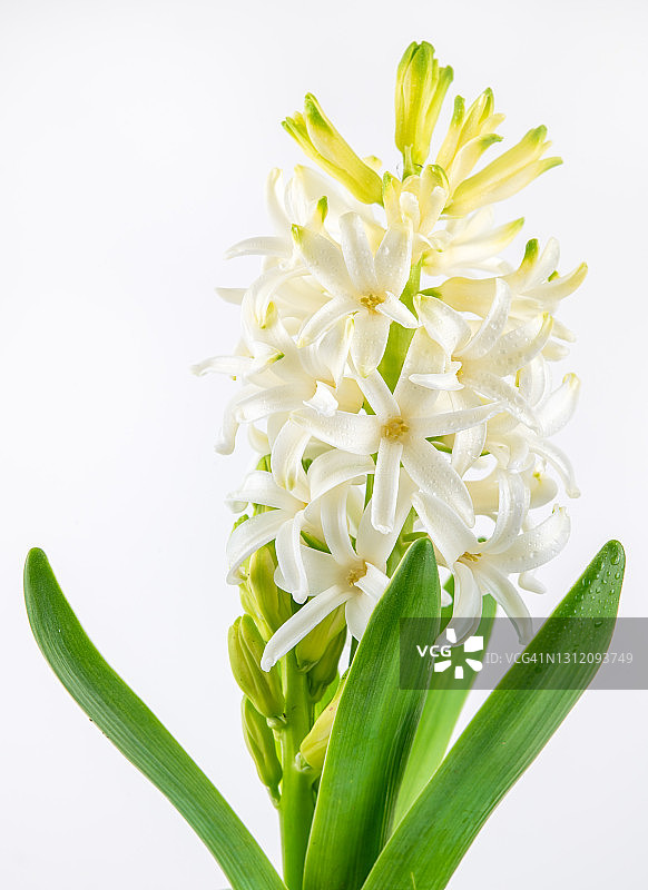 白色风信子的微距照片图片素材