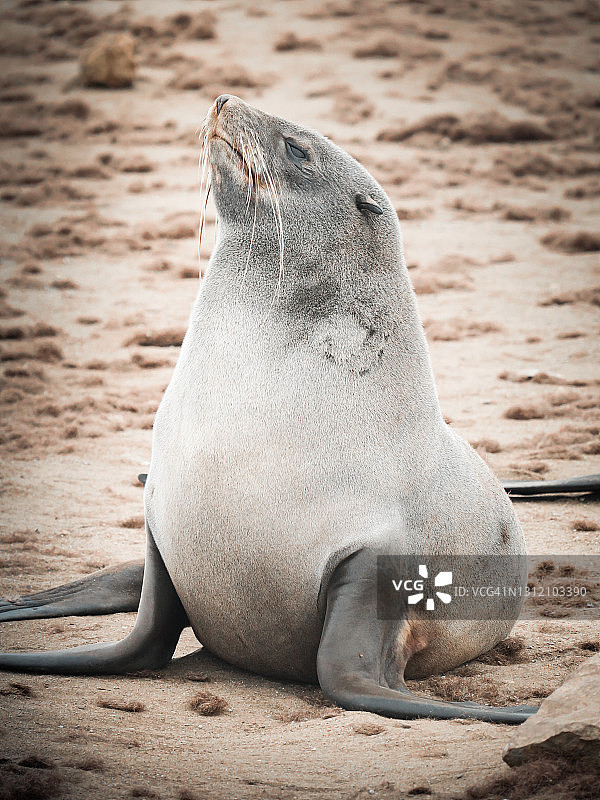 睡觉的海豹图片素材
