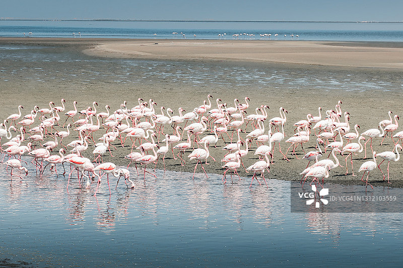 纳米比亚的火烈鸟图片素材