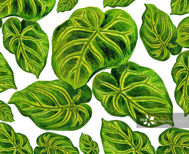 老式雕刻插画：丽叶花烛图片素材