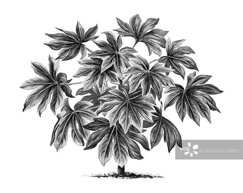 八角金盘古版画图片素材