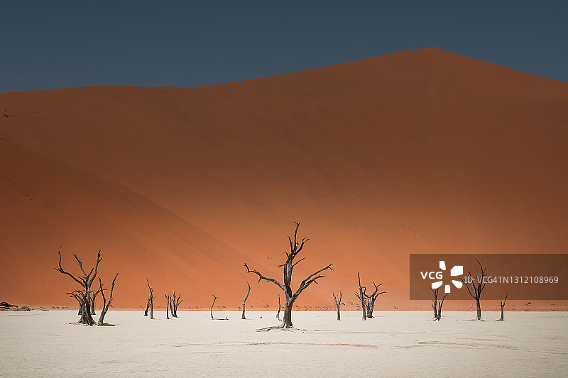 纳米比亚死亡谷盐碱地中的枯树图片素材