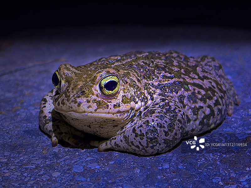 路上的蟾蜍图片素材