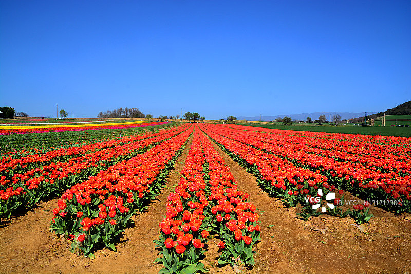 法国的彩色郁金香花田图片素材