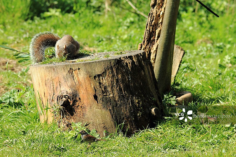 松鼠与 Dunnock 鸟图片素材