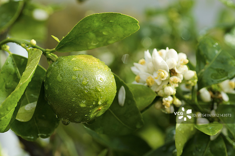 橘子树花图片素材