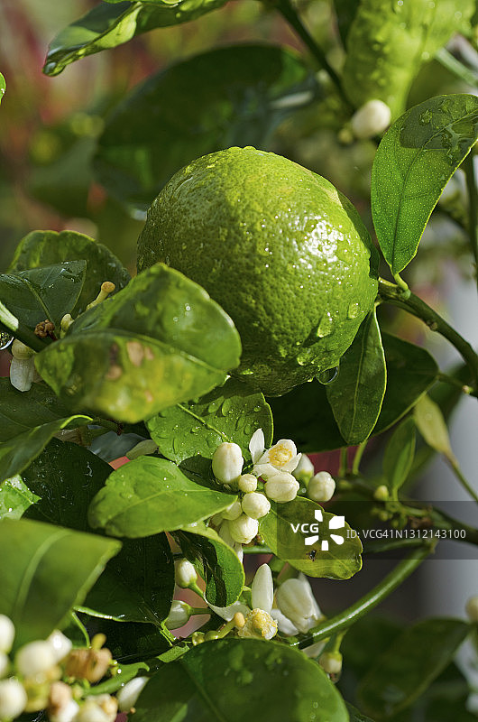 橘子树花图片素材