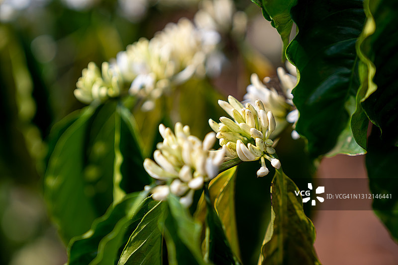 来自越南的咖啡花 - 高品质 - 8k分辨率图片素材