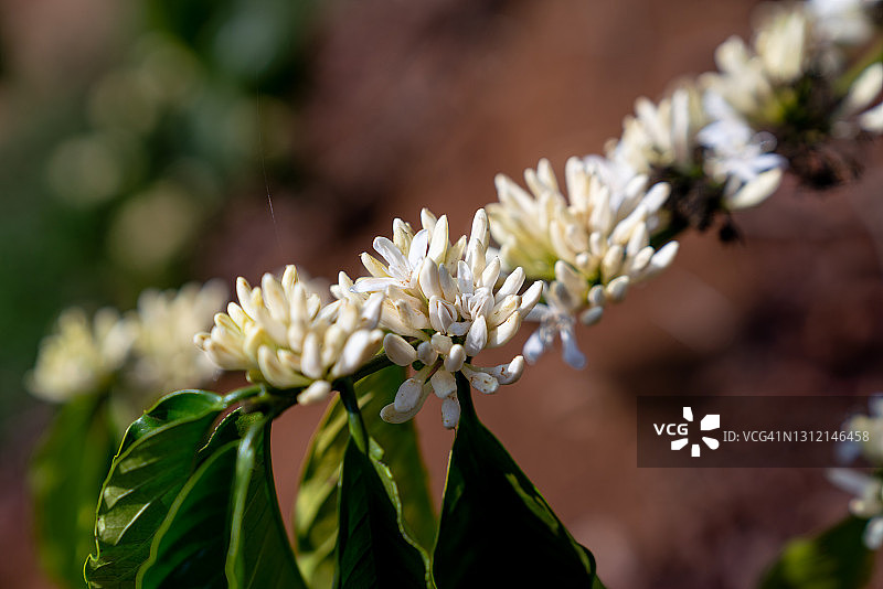来自越南的咖啡花 - 高品质 - 8k分辨率图片素材