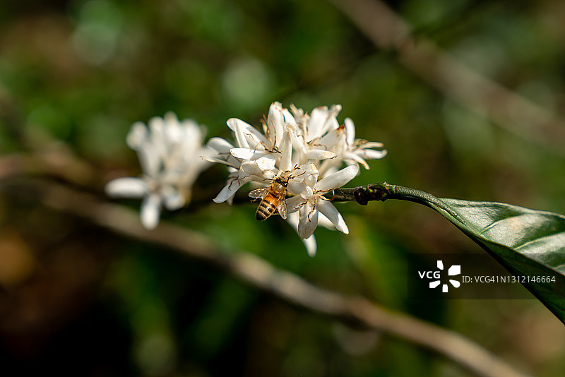 越南咖啡花与蜜蜂 - 高品质 - 8k分辨率图片素材