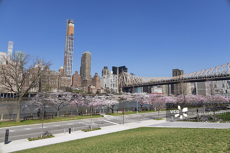 疫情期间纽约罗斯福岛盛开的樱花图片素材