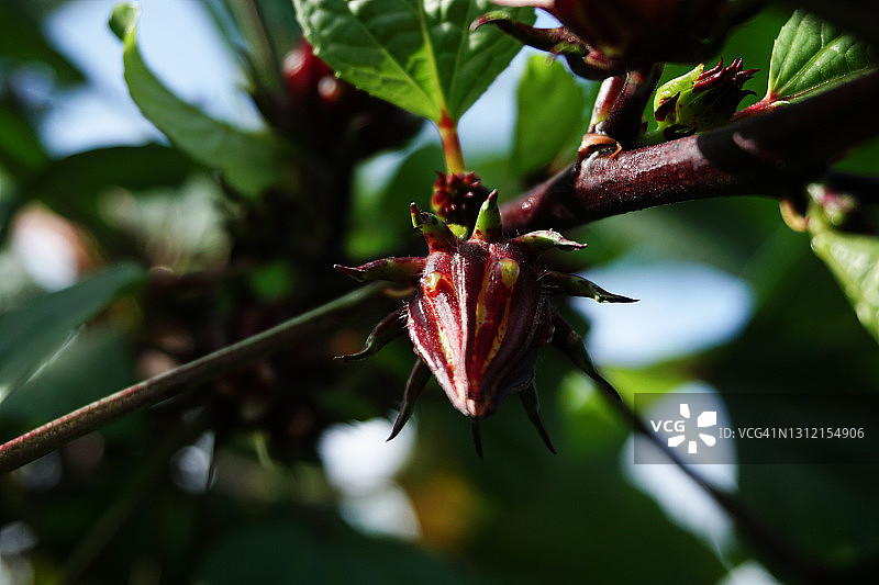 洛神花的花蕾图片素材
