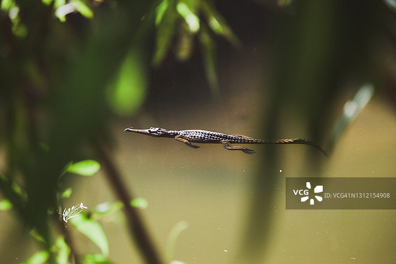 西澳大利亚淡水鳄鱼图片素材