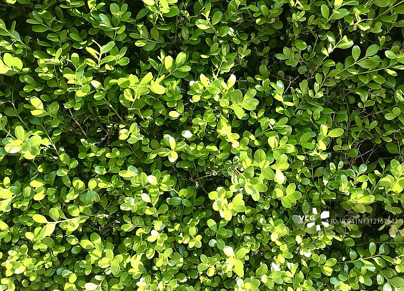 新鲜的绿色小叶子图片素材