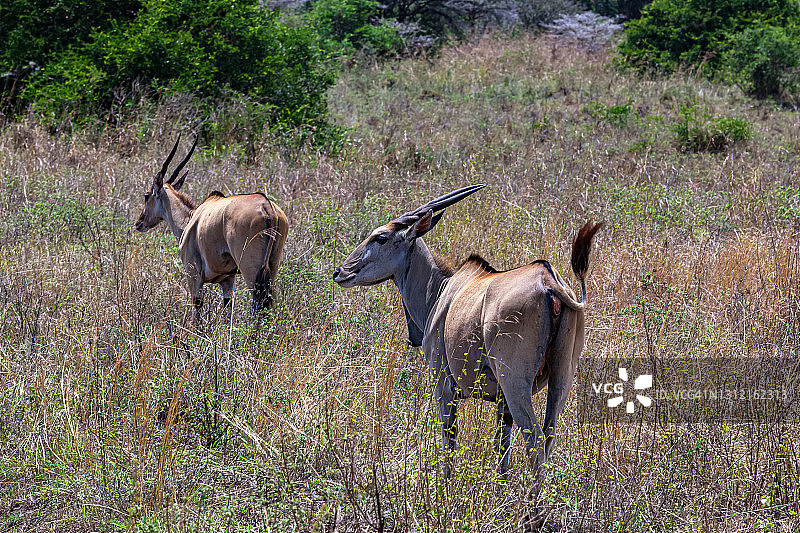 野生环境中的雌性大羚羊图片素材