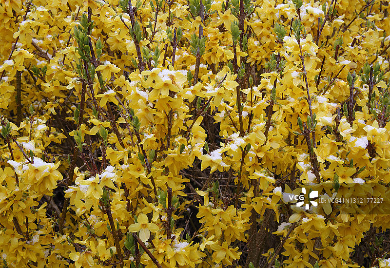 四月降雪后英国花园里的连翘花图片素材