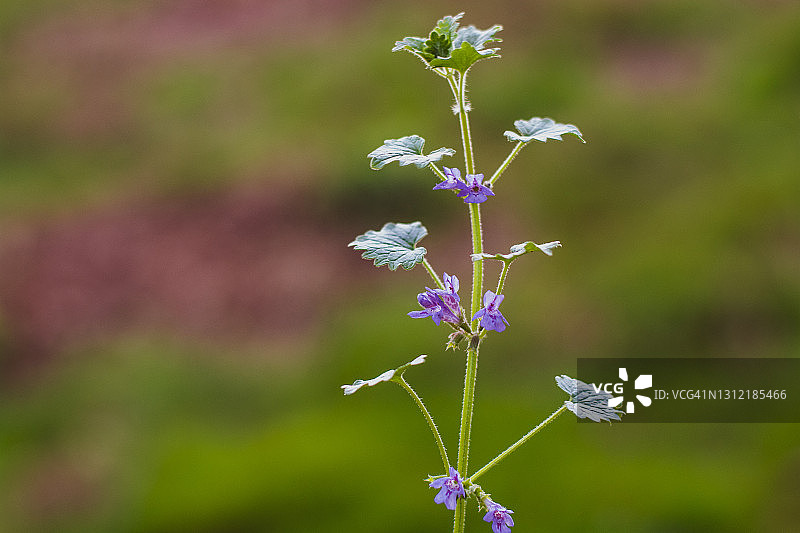 用于植物标本室的野生植物特写图片素材