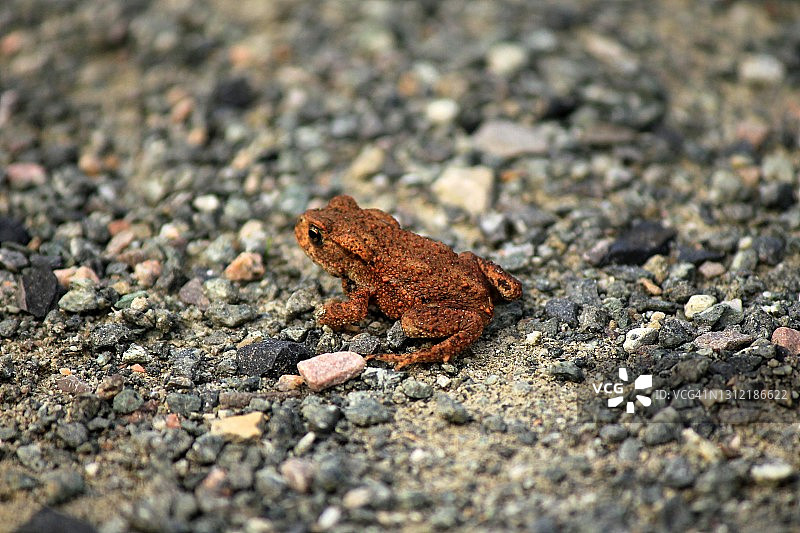 纽波特湿地的普通蟾蜍图片素材
