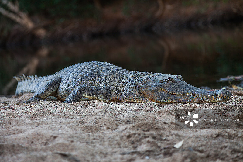 西澳大利亚温贾纳峡谷的野生淡水鳄鱼在晒日光浴图片素材