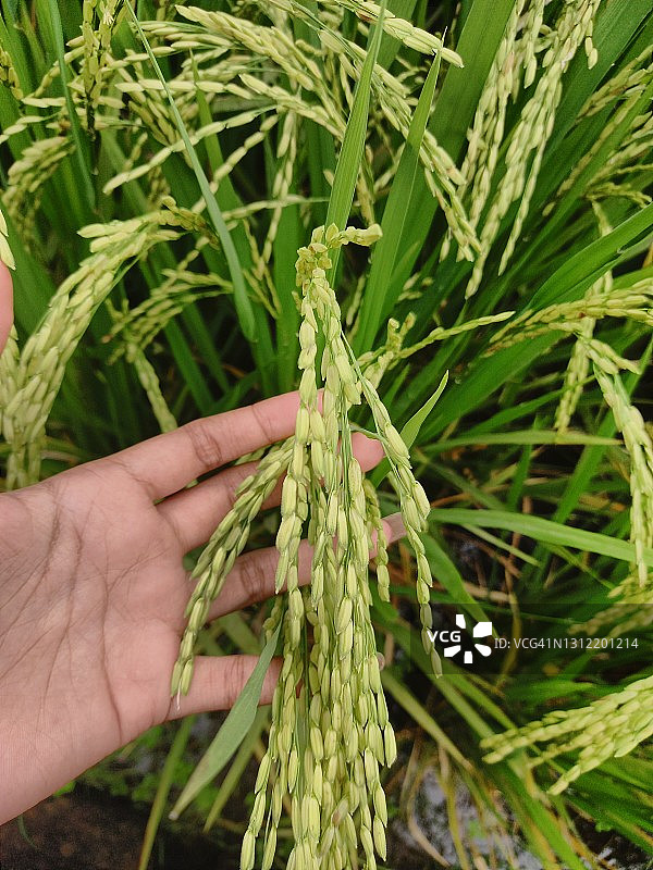 稻米图片图片素材