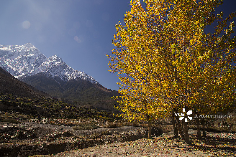 尼泊尔木斯塘地区安娜普纳山脉的秋叶林图片素材