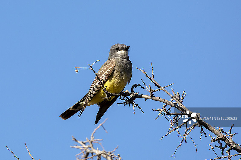 树枝上的卡森王霸鹟图片素材