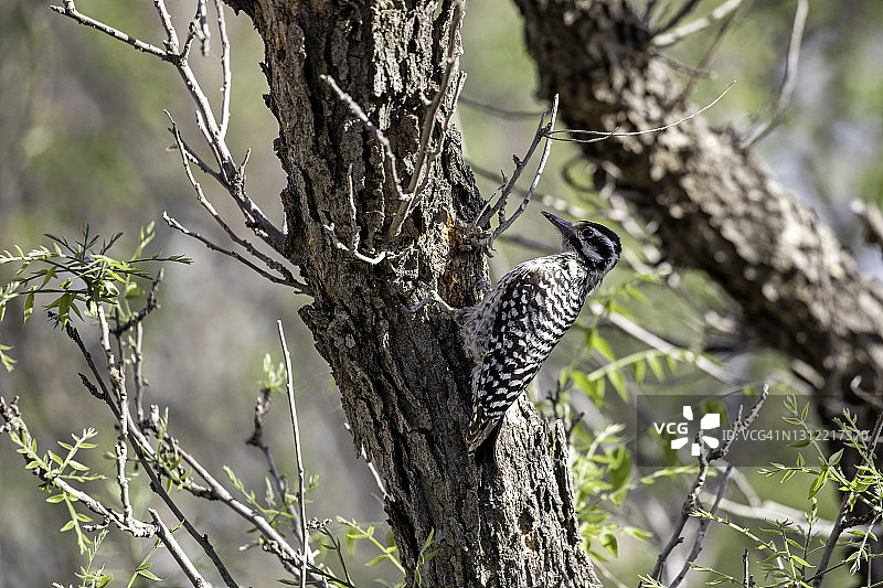 梯背啄木鸟图片素材