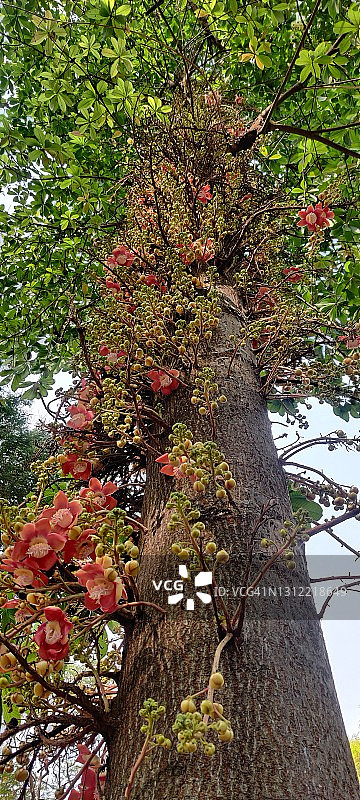 炮弹树图片素材