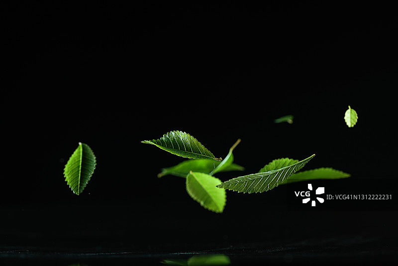 高速同步拍摄的空中飞舞的榆树图片素材