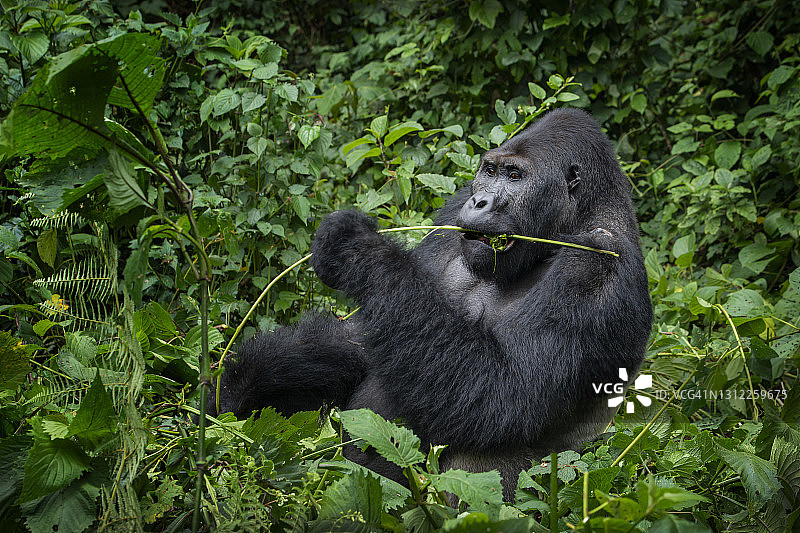 刚果野生动物：喂食银背大猩猩图片素材