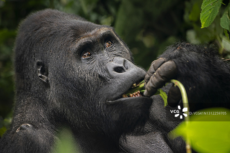 刚果野生动物：喂食银背大猩猩图片素材