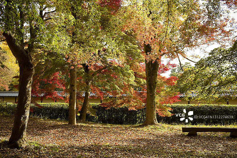 京都御苑秋景图片素材