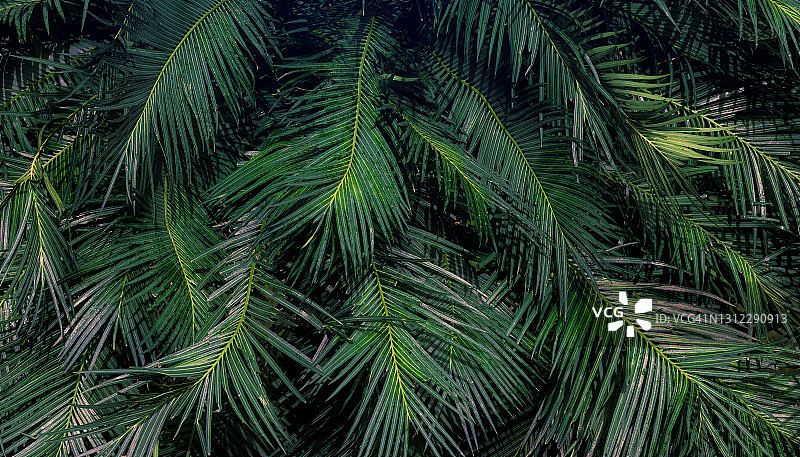 热带森林中的棕榈叶自然背景图片素材